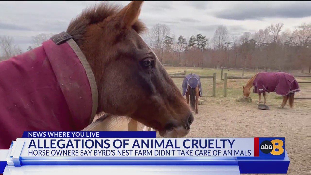‘She should be charged with a felony’: Horse owners outraged by woman ...