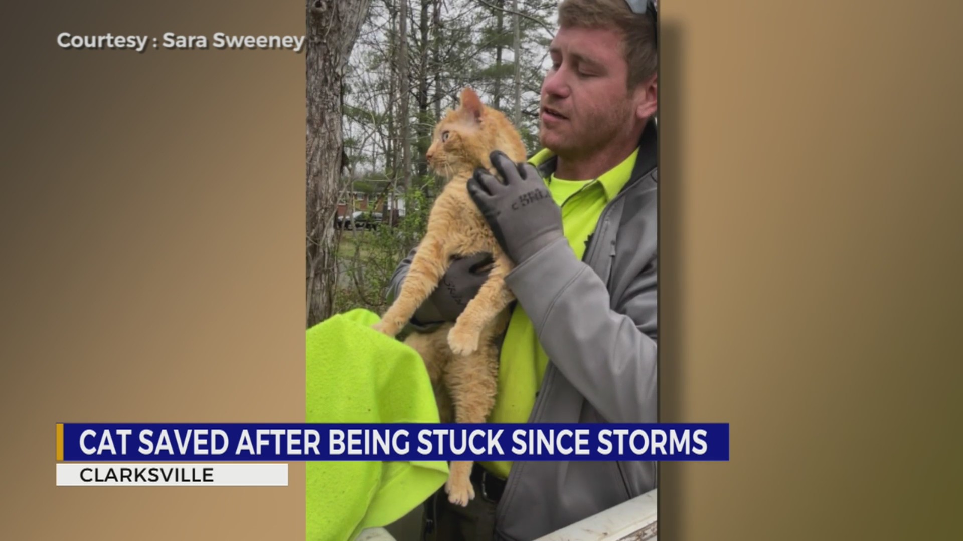 Cat saved after being stuck in TN tree since Friday storm – WKRN News 2