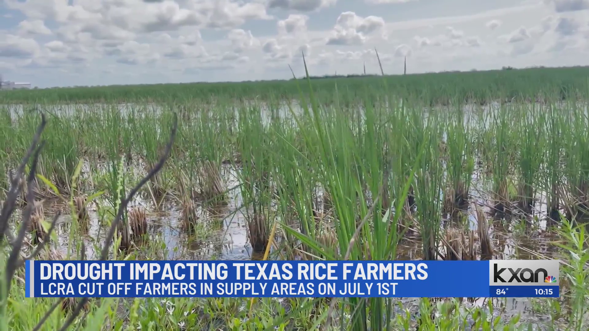 Austin Denver Rice Drought impacting Texas rice farmers – KXAN Austin