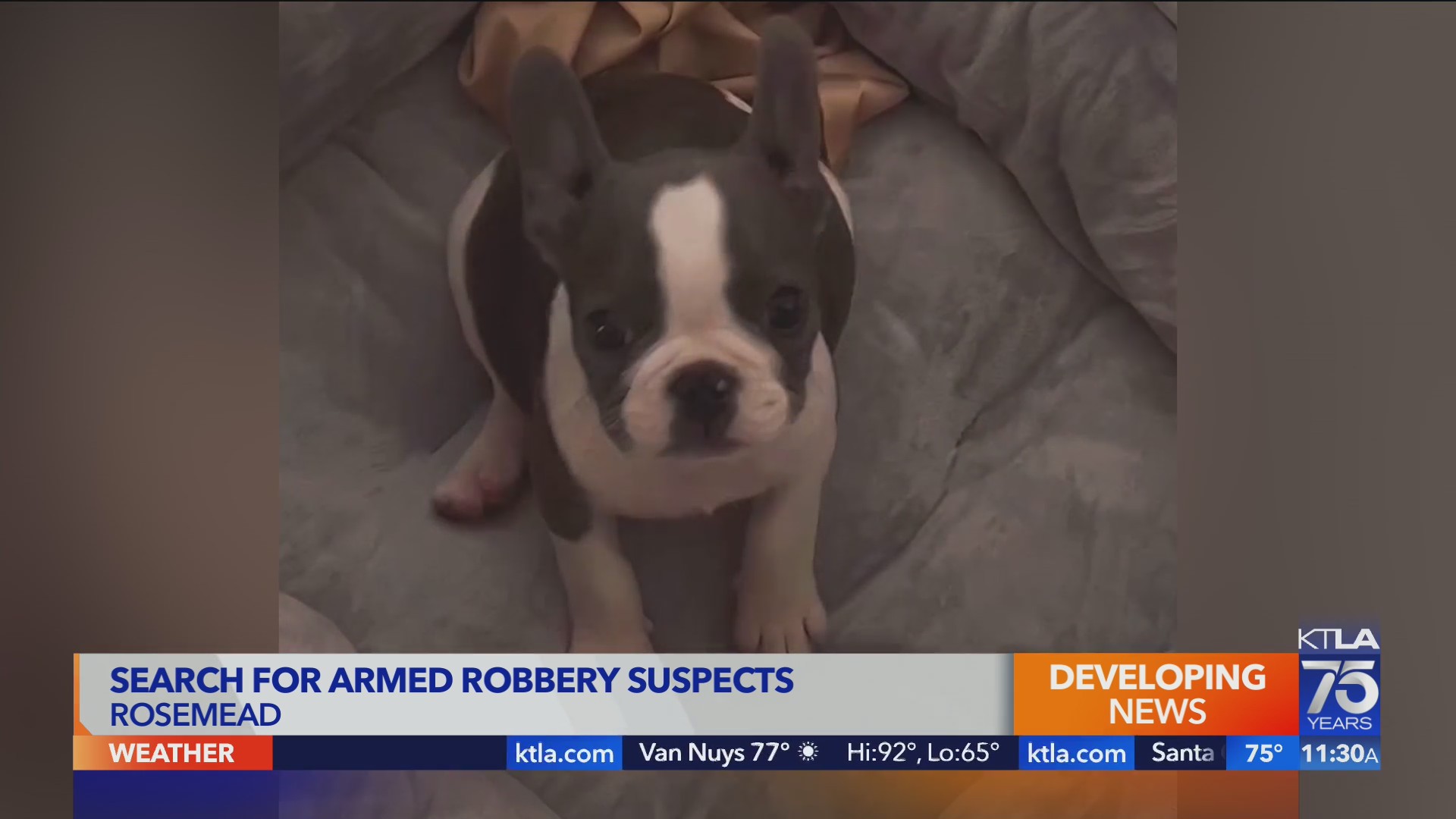 Cash, iPhone and dog taken in Rosemead home invasion KTLA