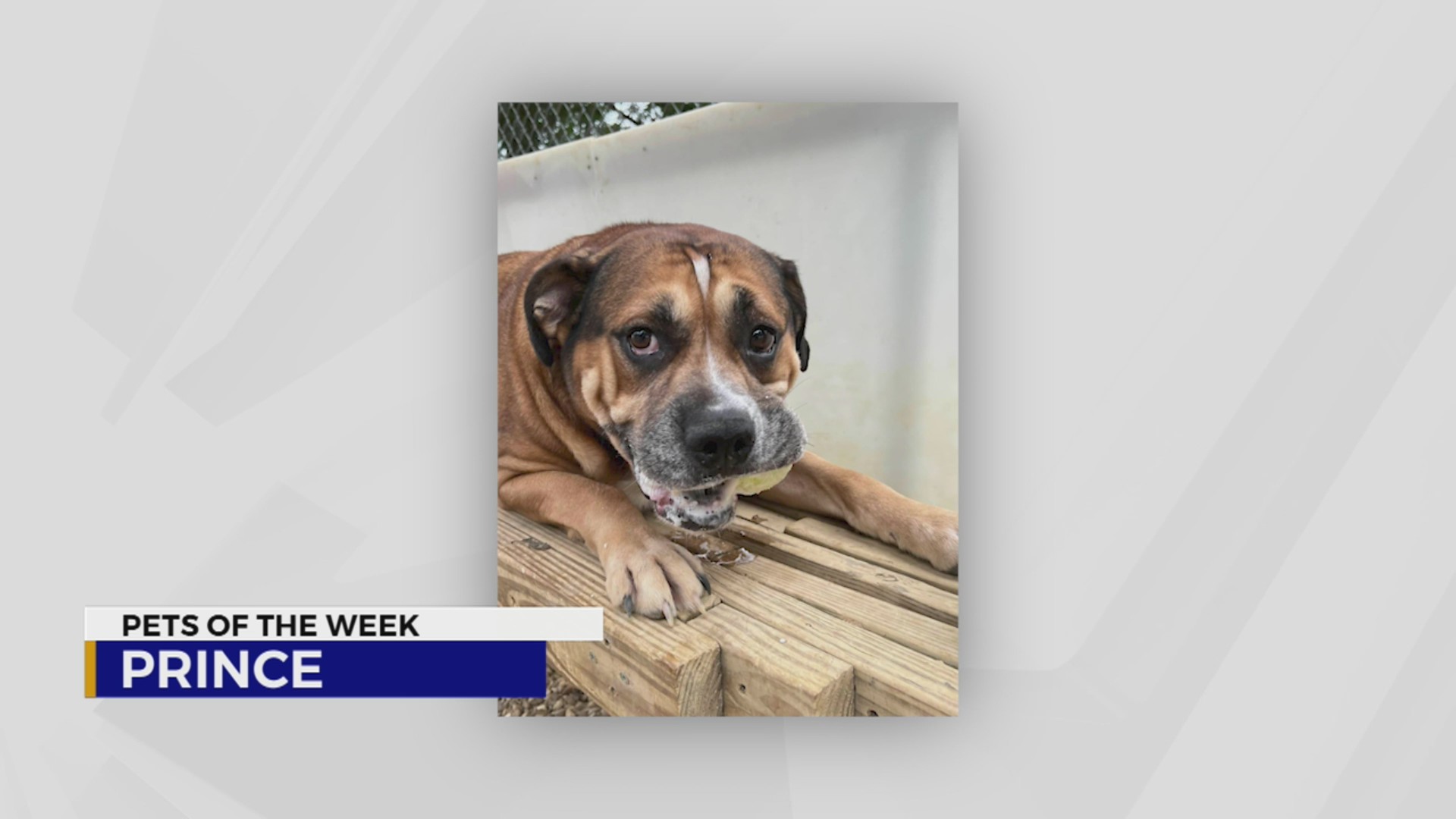 Pets of the Week for September 27, 2022 – WKRN News 2
