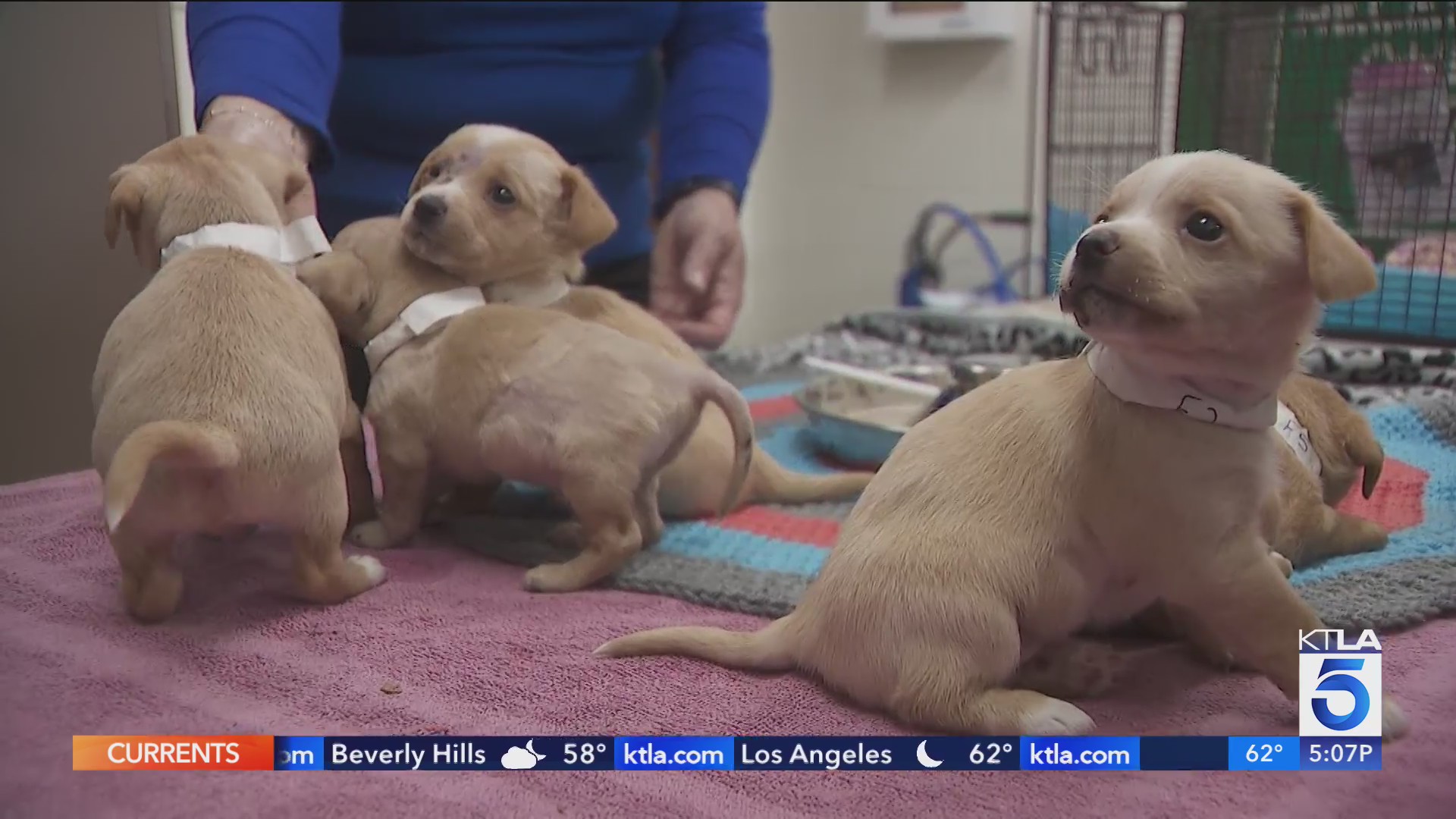 Puppies rescued from encampment fire in San Bernardino – KTLA