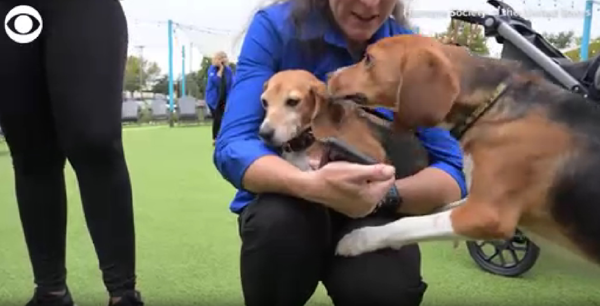 Beagleversary Bash event marks one year since historic rescue of 4,000