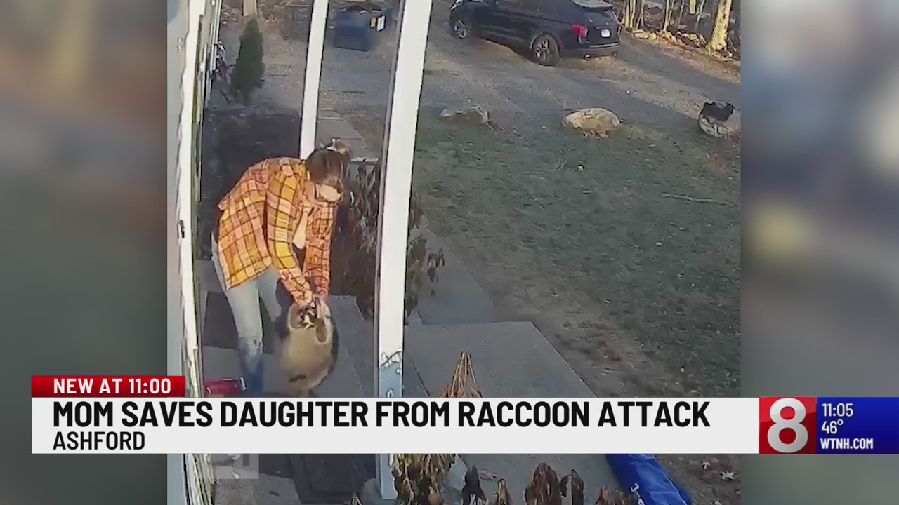 Mother saves daughter from raccoon attack in Ashford