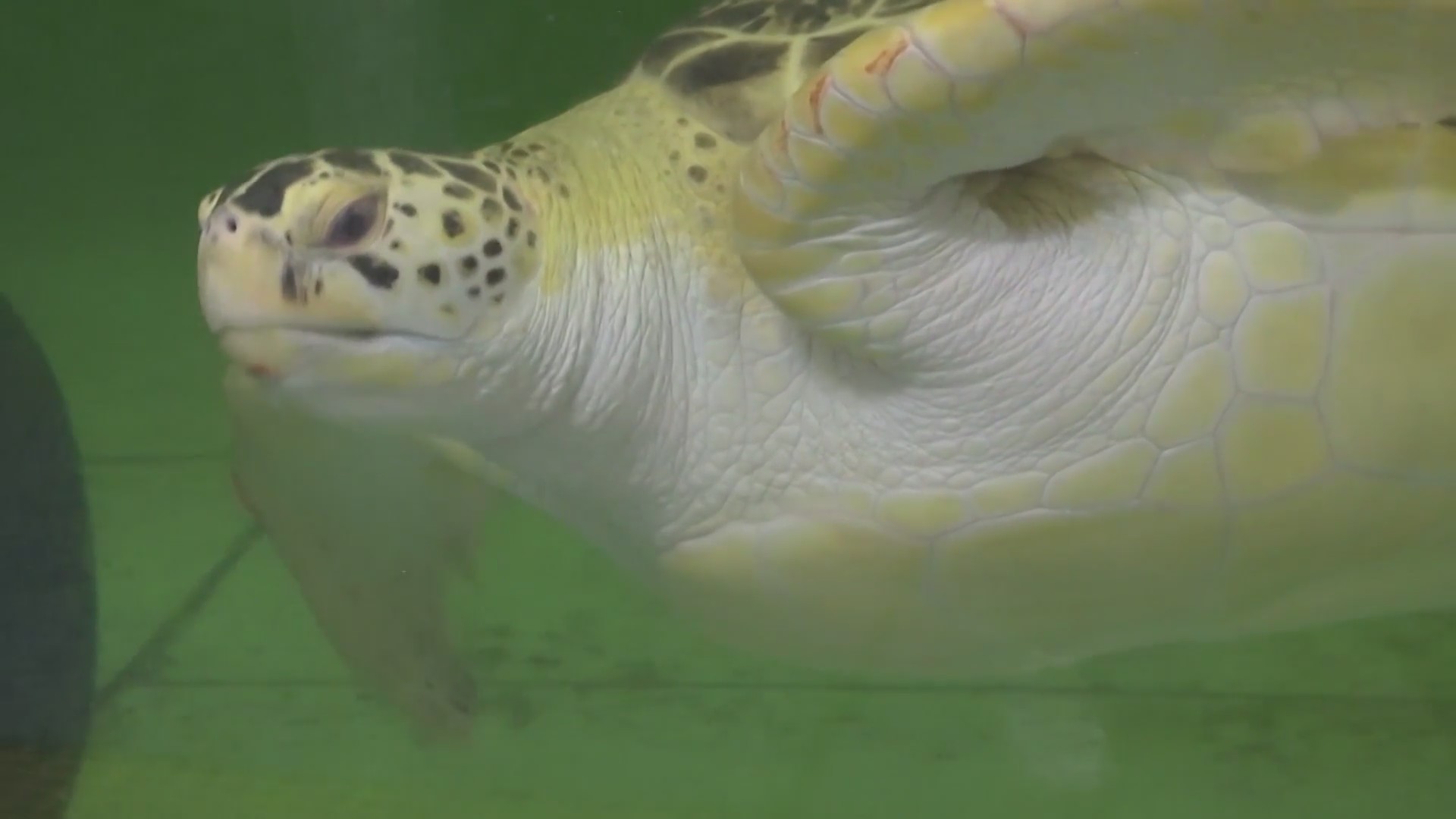 Tuesday Turtle Talk educates public on sea creatures – WNCT