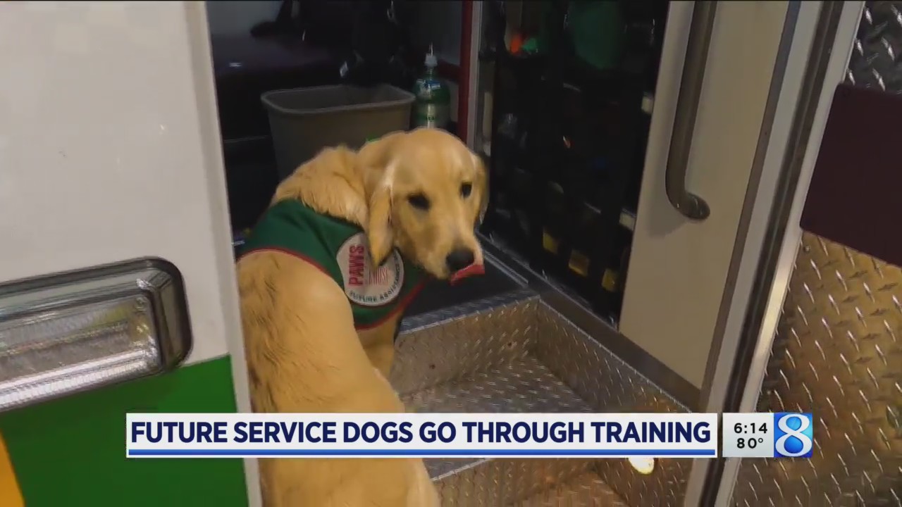 Ems Paws Lights, sirens: Paws puppies train at Life EMS – WOODTV.com