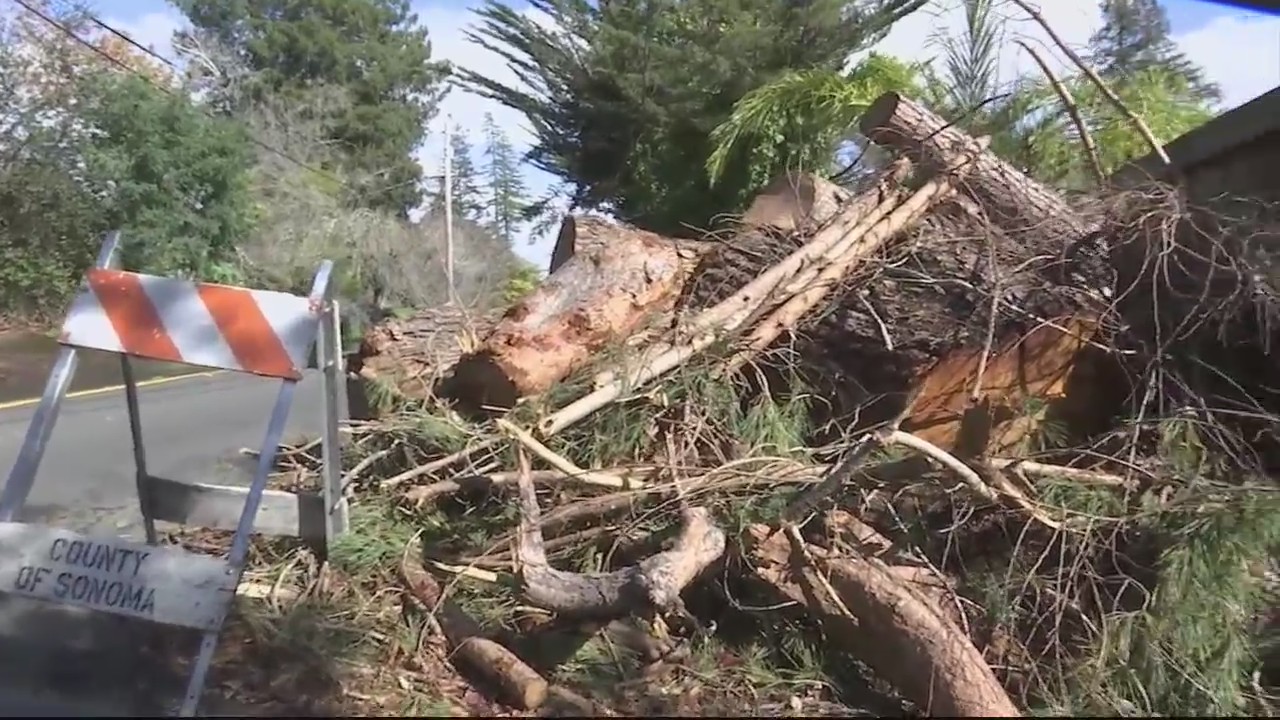 Storms knock down trees, cause widespread power outages in Sebastapol ...