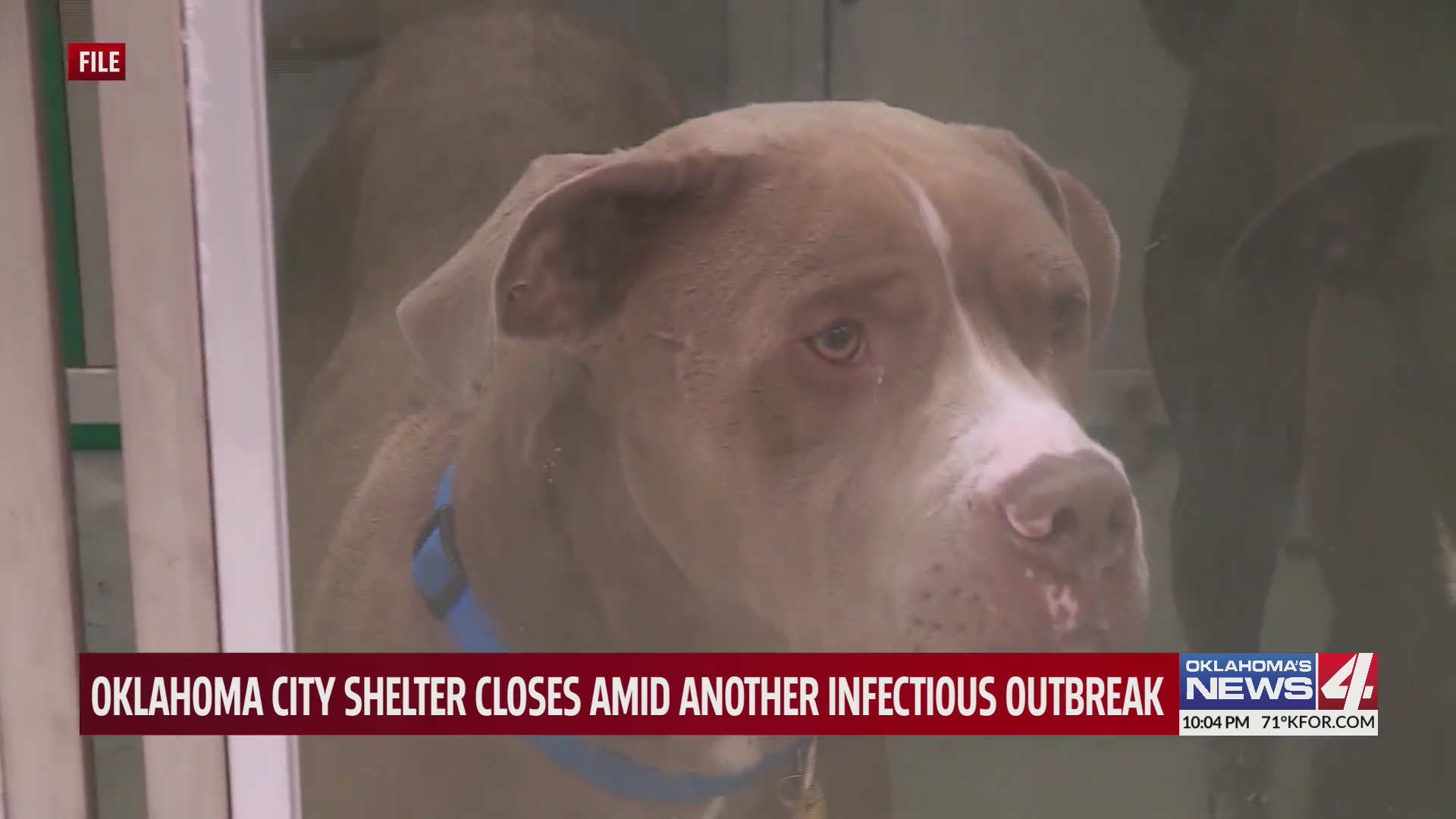 OKC Animal Shelter closes amid infectious outbreak for the second time