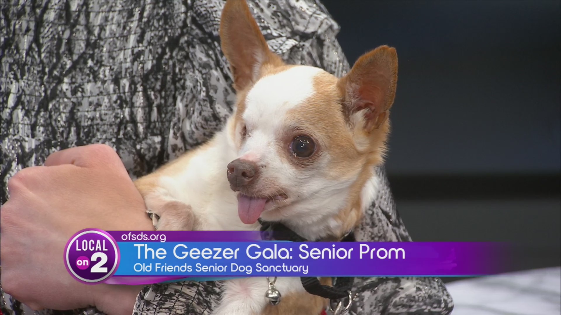 Old Friends Senior Dog Sanctuary Presents Geezer Gala – WKRN News 2