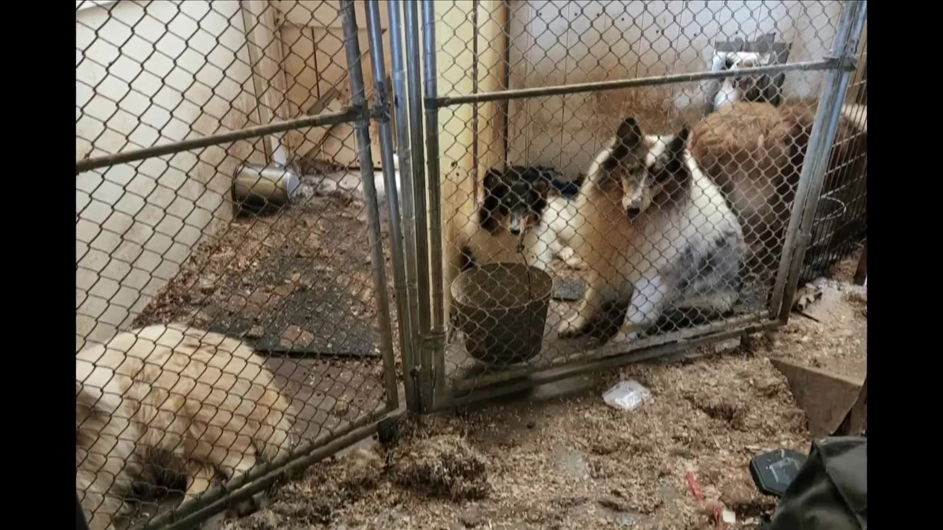 Nearly 200 dogs rescued from woman’s property in one of the biggest ...