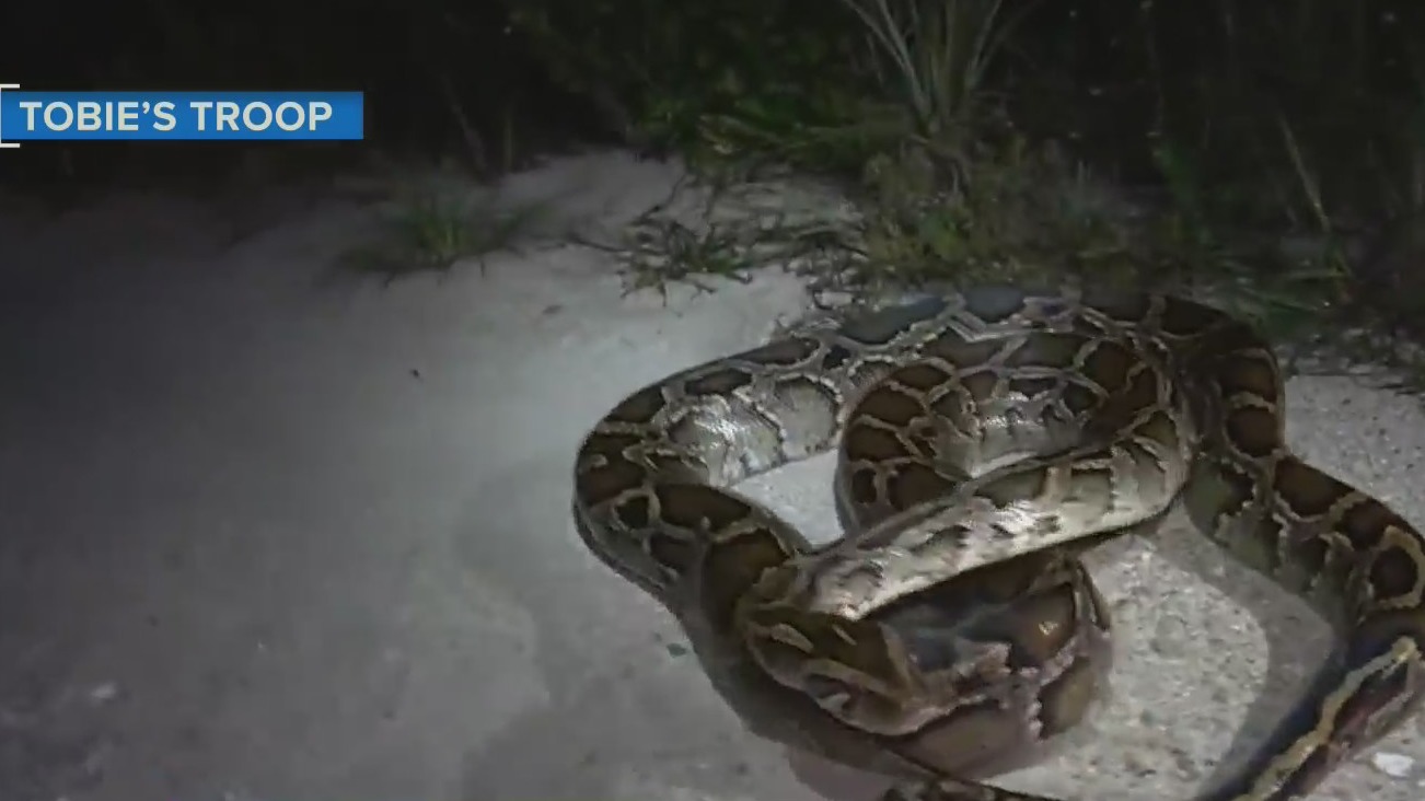 Python invasion exploding out of Florida Everglades | Morning in ...