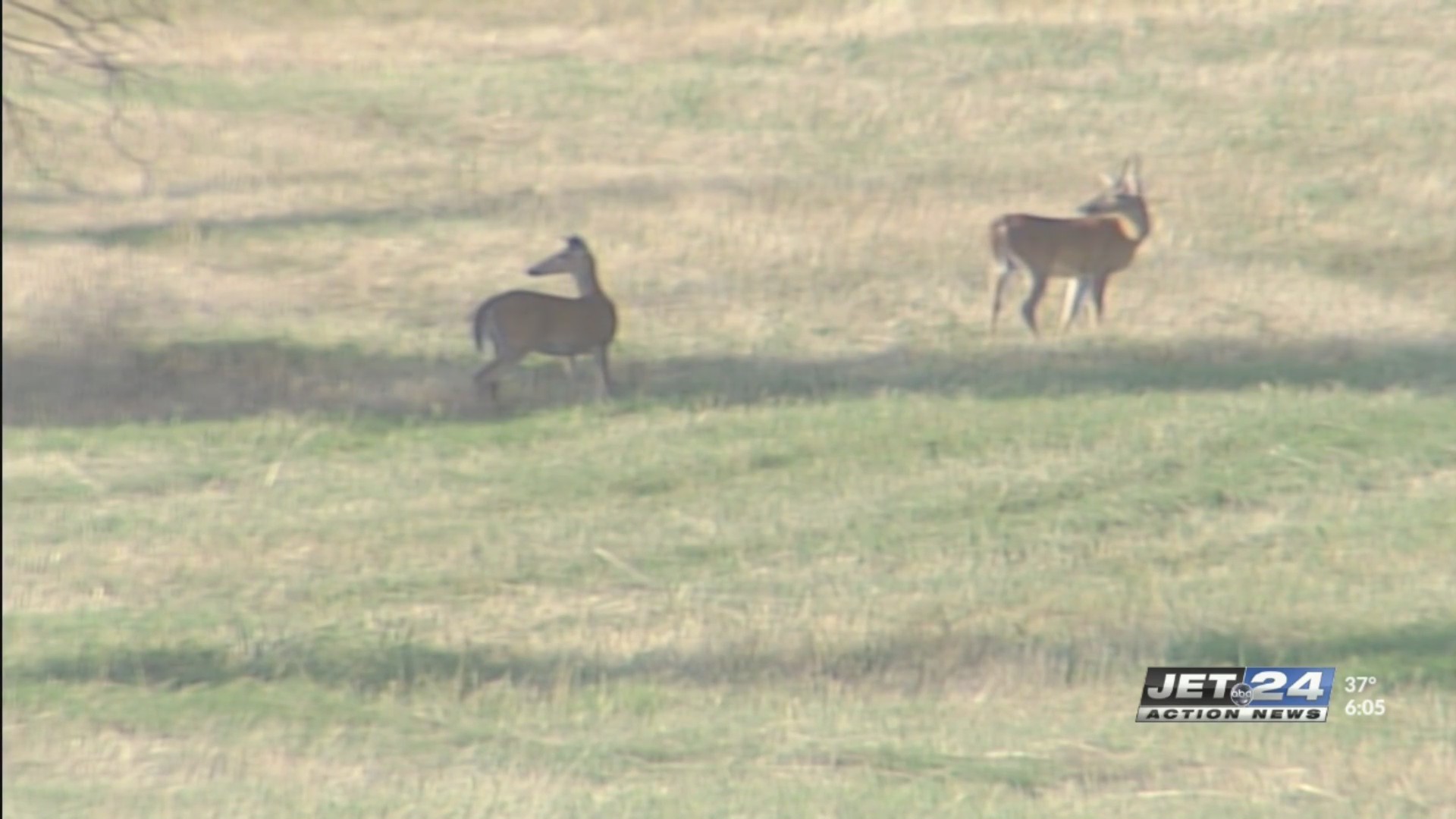 Deer collisions on the rise; what drivers should expect this season ...