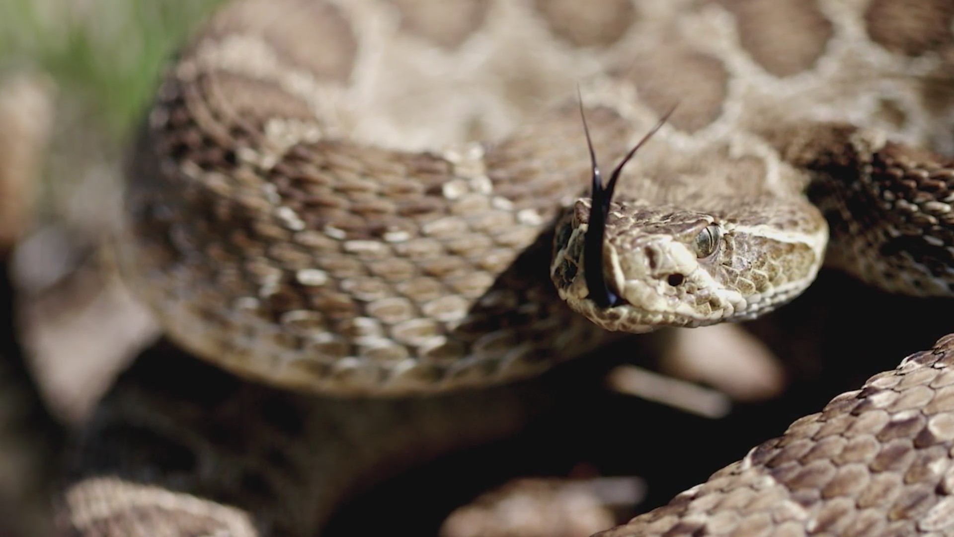 Do you know what to do if you see a rattlesnake? FOX31 Denver