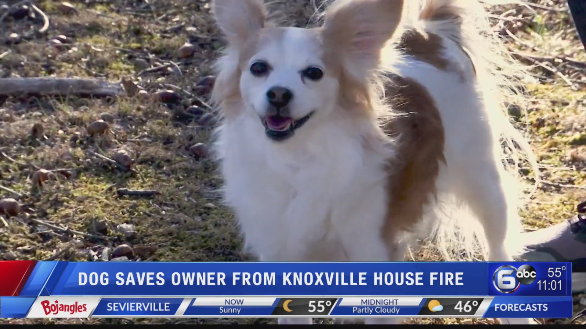 Dog saves owner from Knoxville house fire – WATE 6 On Your Side