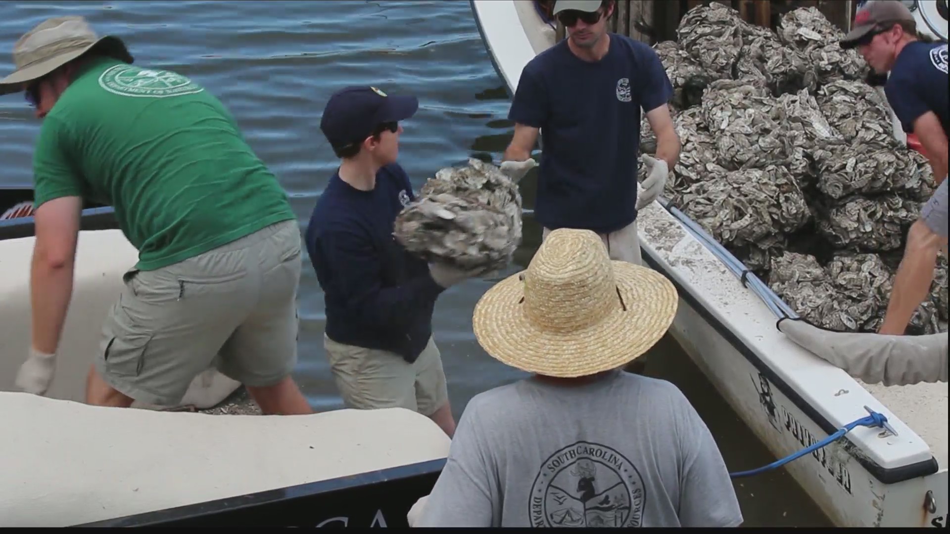 Oyster reef project designed to help protect Parris Island WSAVTV