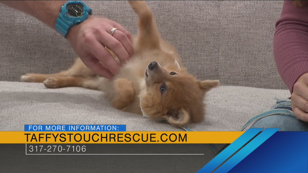 Indy Now, November 6th Taffy’s Touch Senior Dog Rescue & Momsgiving