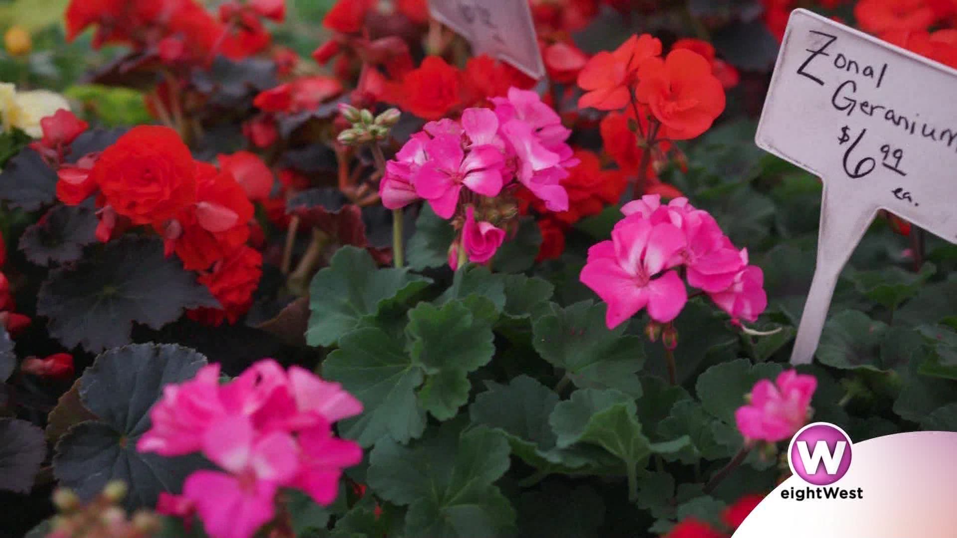 Dairy Doo can help improve your plants’ health