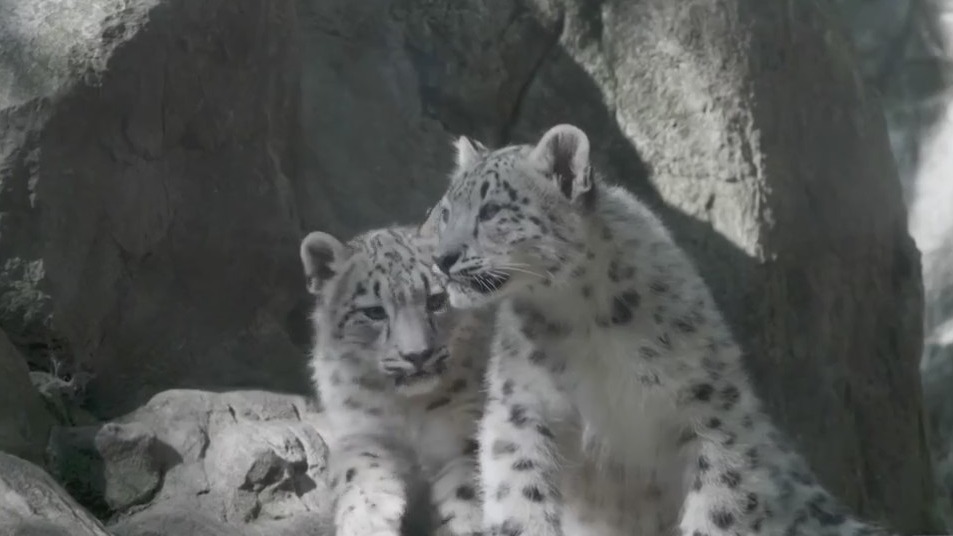 Snow Leopard Cubs Make Public Debut At Bronx Zoo Pix11