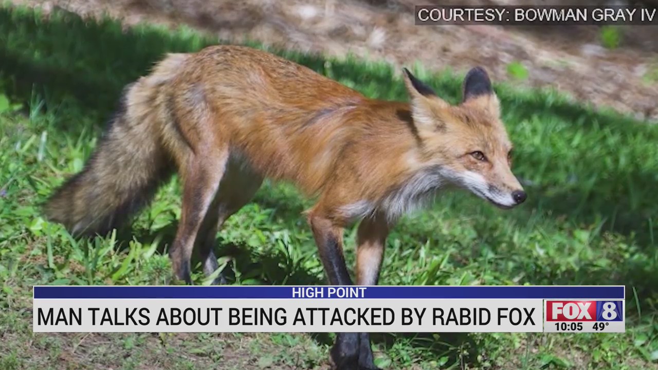 Man talks about being attacked by rabid fox in High Point – FOX8 WGHP