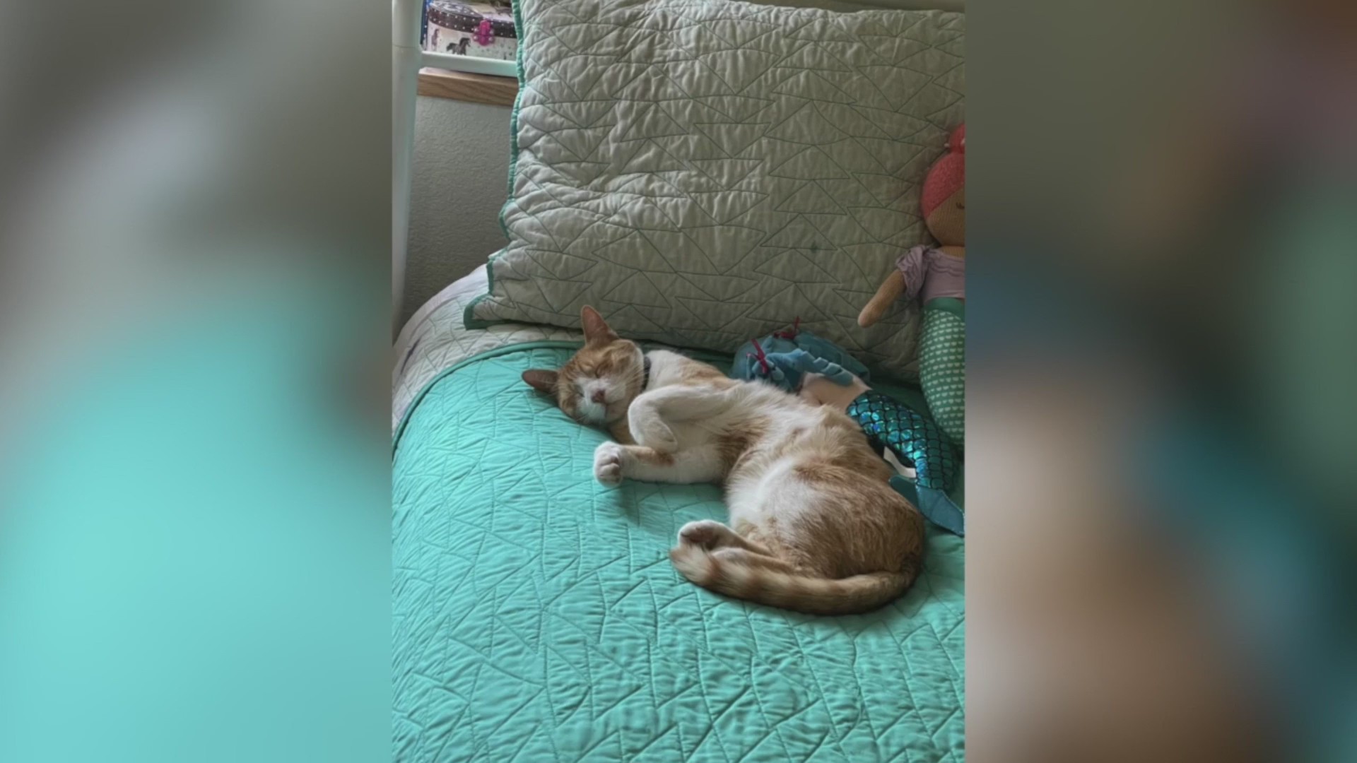 Cat returns home after lost for weeks in snowstorm FOX31 Denver