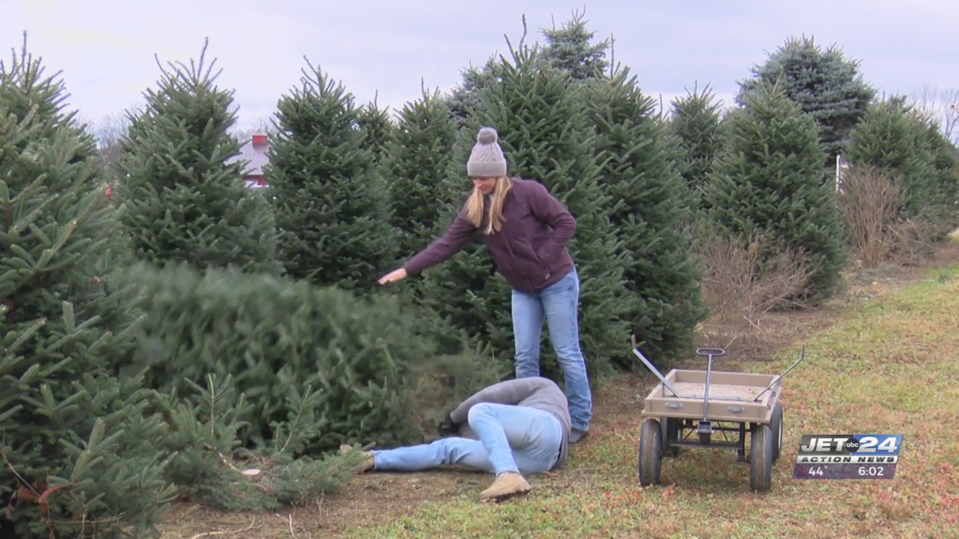 Erie families hunt for the perfect Christmas tree, living or fake