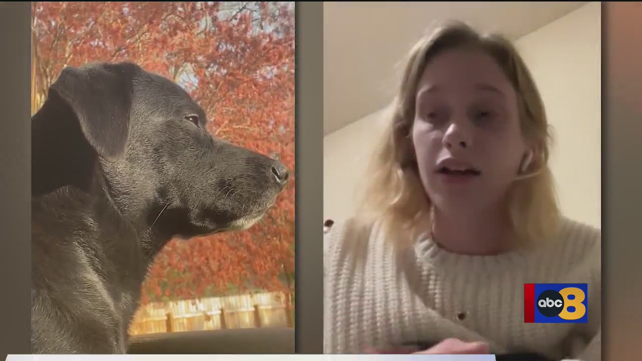 Woman claims her missing dog was adopted out to another family by ...