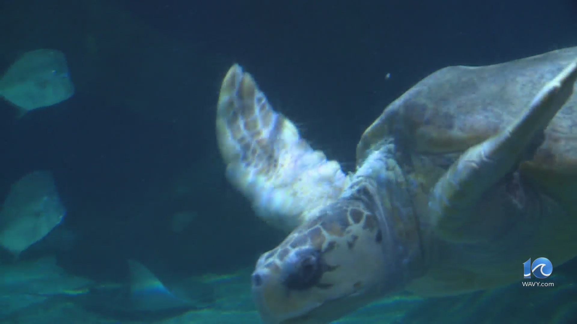 Aquarium foundation: Renovations should take $50-$75M – WAVY.com