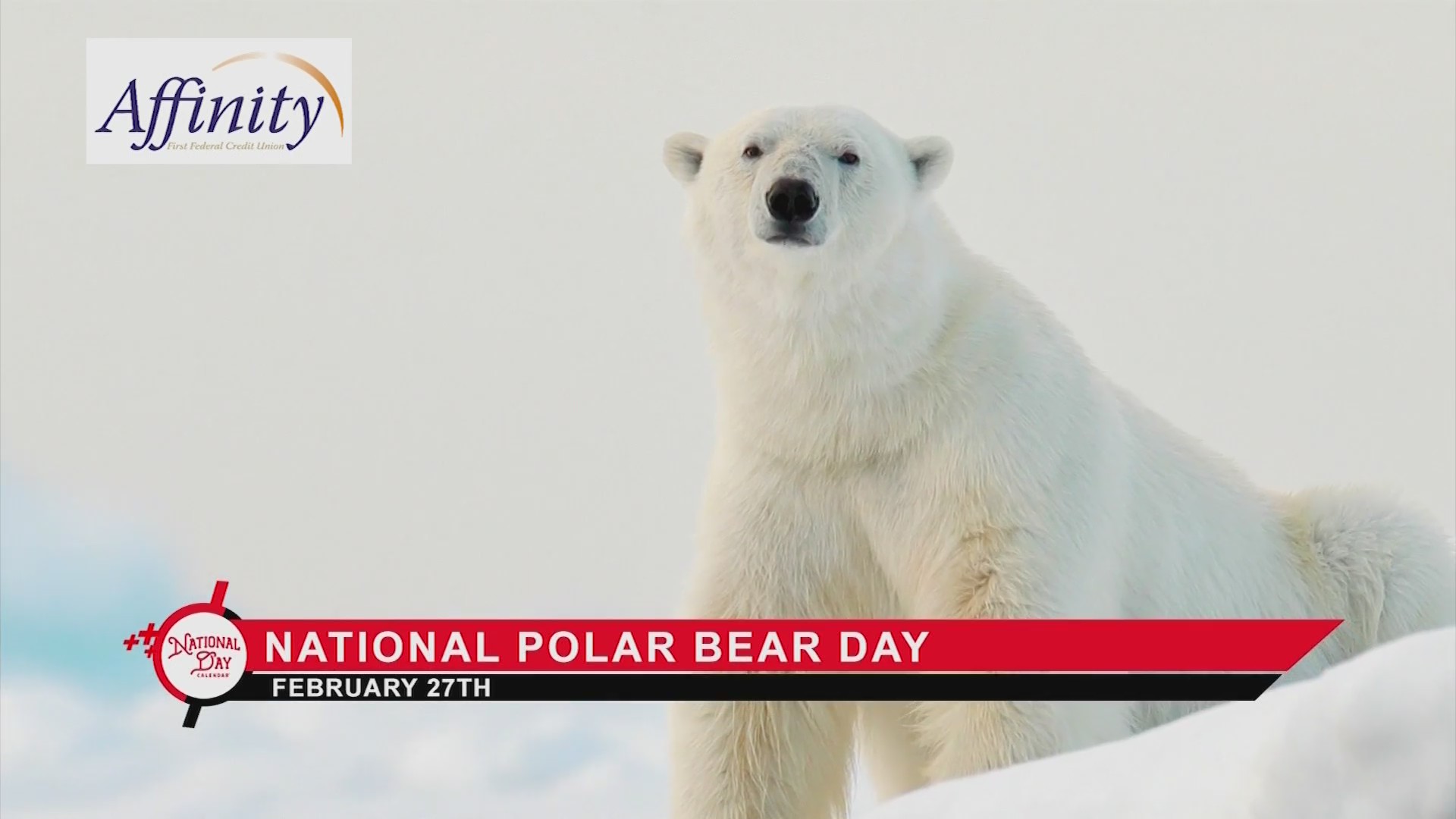 NATIONAL DAY CALENDAR National Polar Bear Day KX NEWS