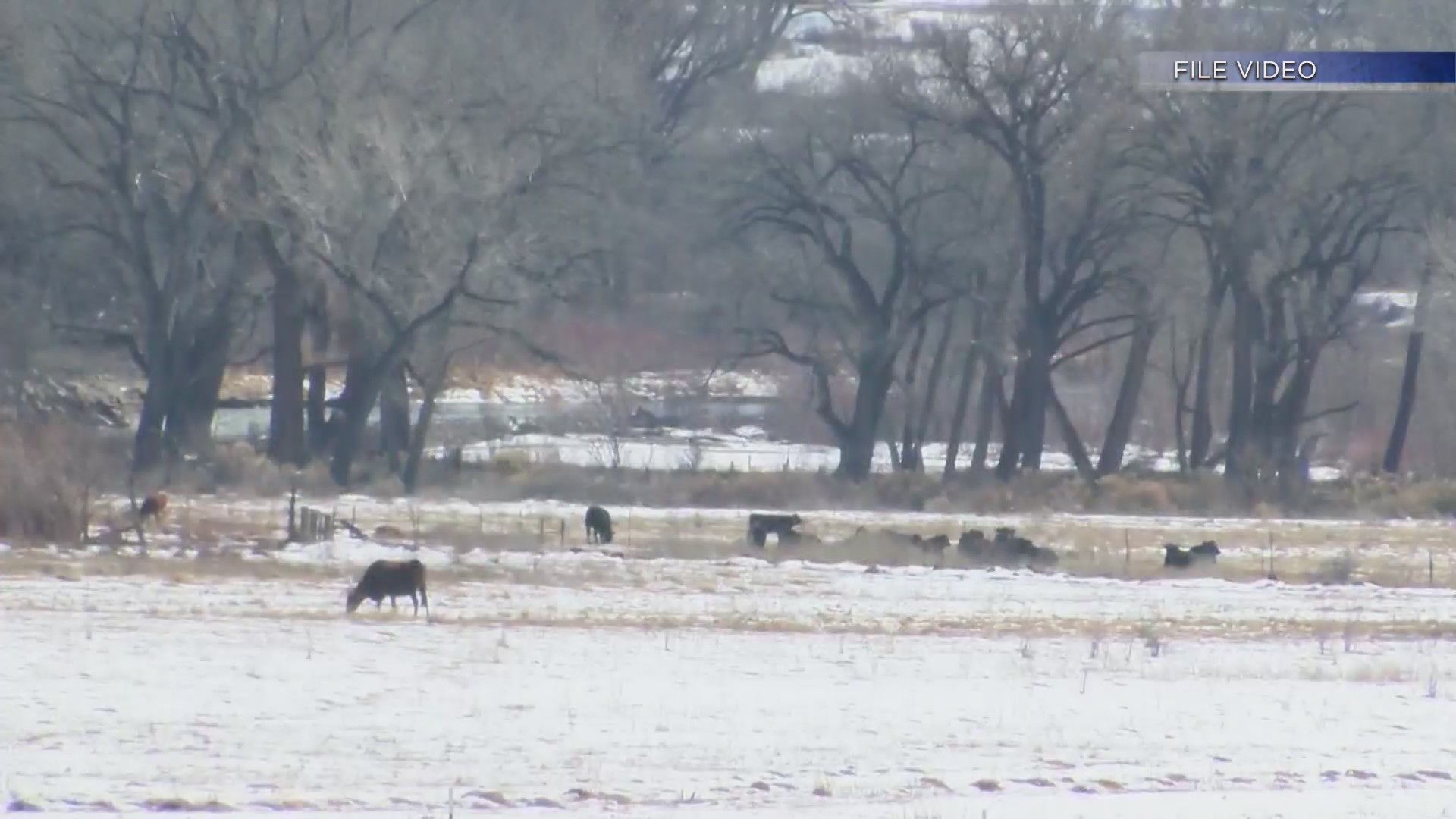 Meat processing facility to open in Taos KRQE NEWS 13 Breaking News