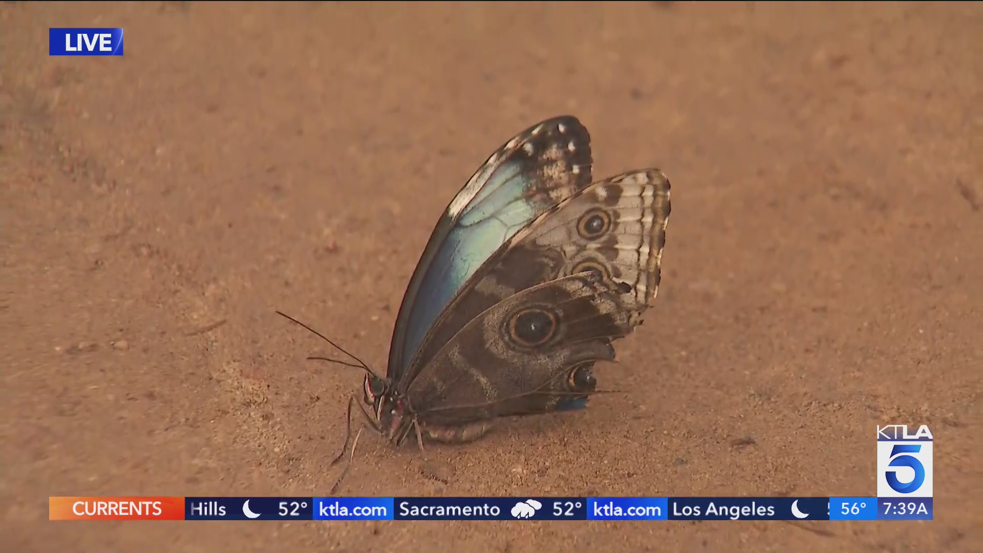 Tropical butterflies on exhibit at South Coast Botanic Garden KTLA