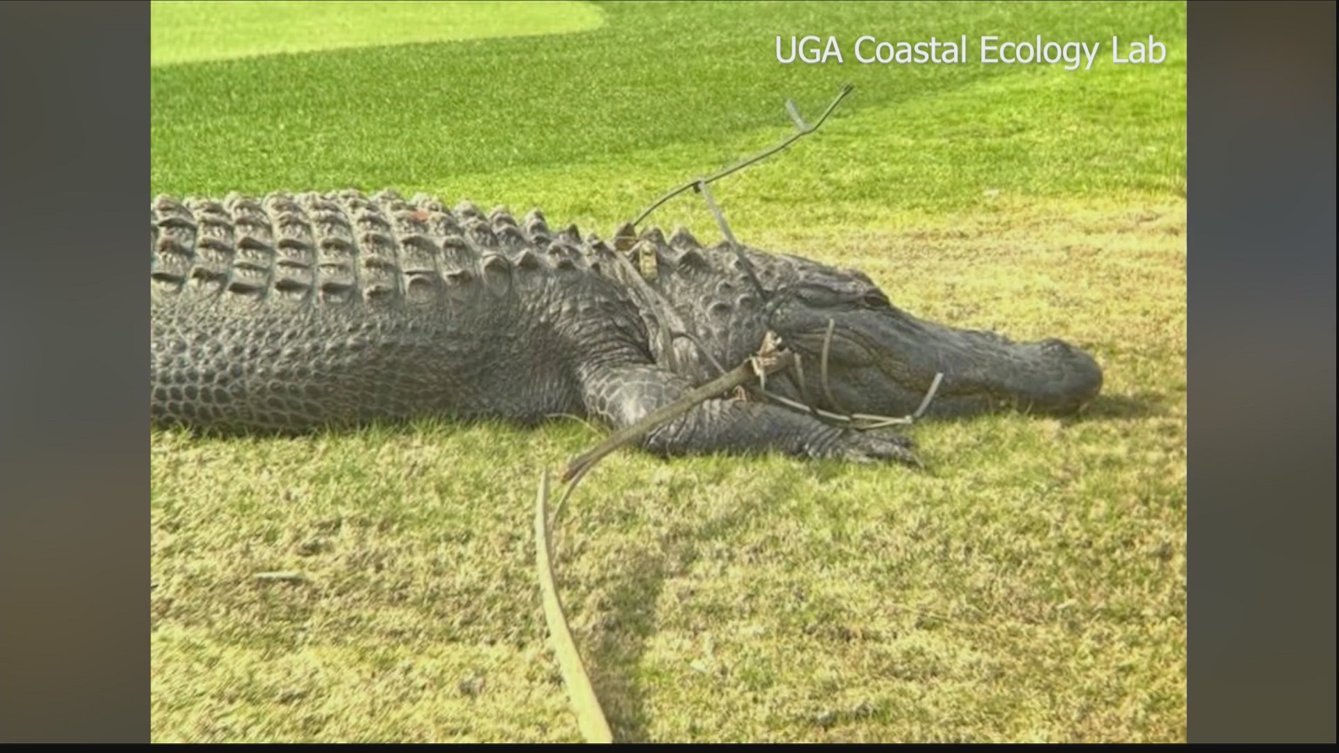Gator Lab Basel UGA Coastal Ecology Lab saves gator from tomato cage – WSAV-TV