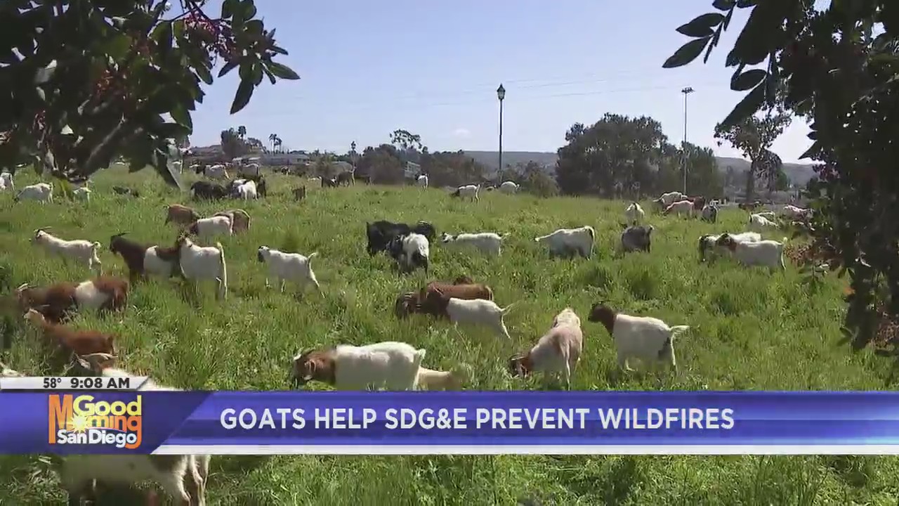 Goats are helping SDG&E prevent wildfires. Here’s how – FOX 5 San Diego ...