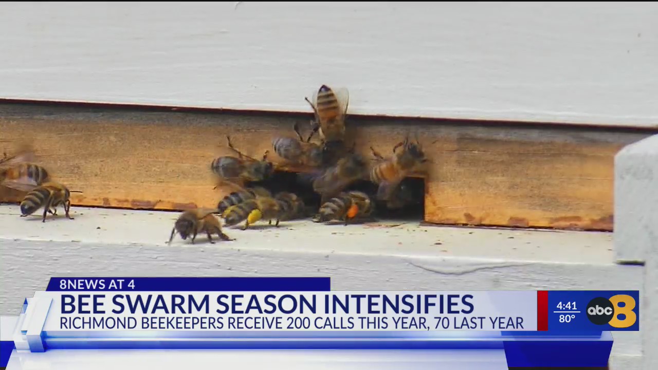 Bee swarm season intensifies – WRIC ABC 8News