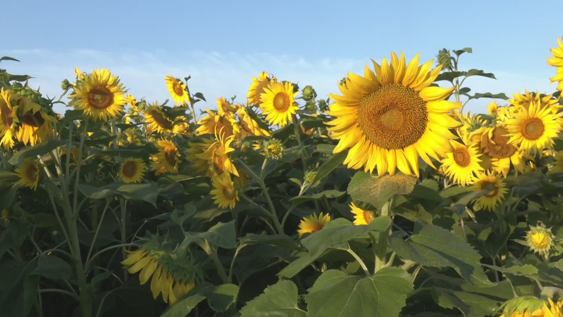 Sunflowers in bloom at Janesville’s ‘Skelly’s Market’ MyStateline
