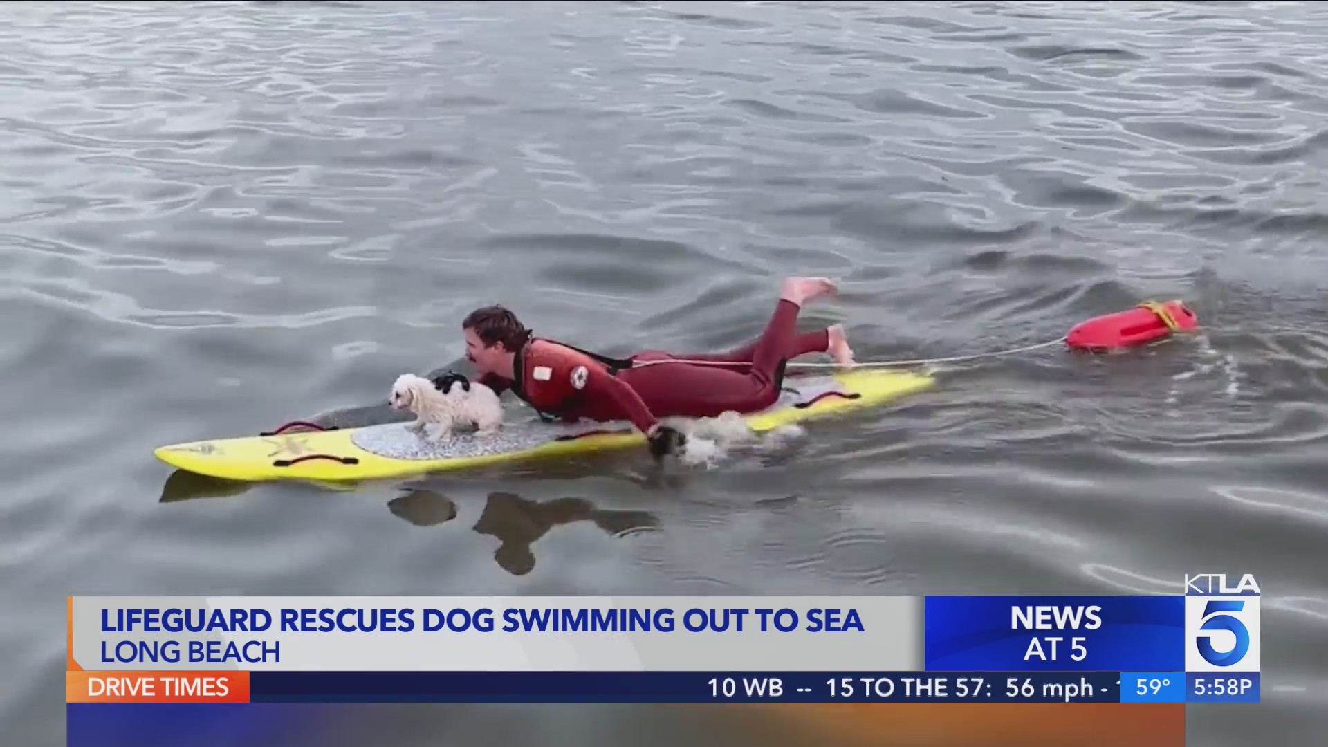 Long Beach lifeguard rescues dog swimming out to sea – KTLA