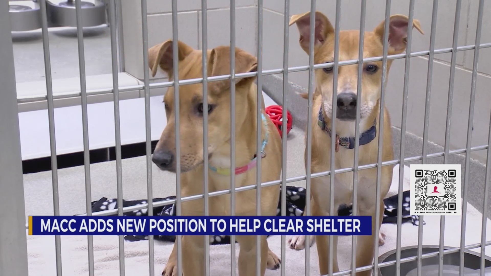 Metro Animal Care and Control adds new position to help clear shelter ...