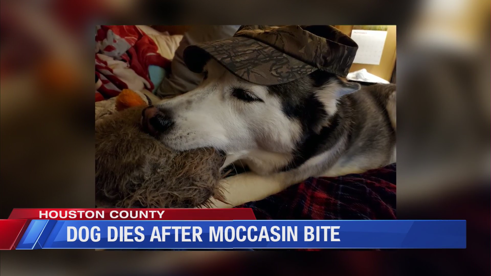 Dog dies after cottonmouth moccasin bite; what you should know WDHN