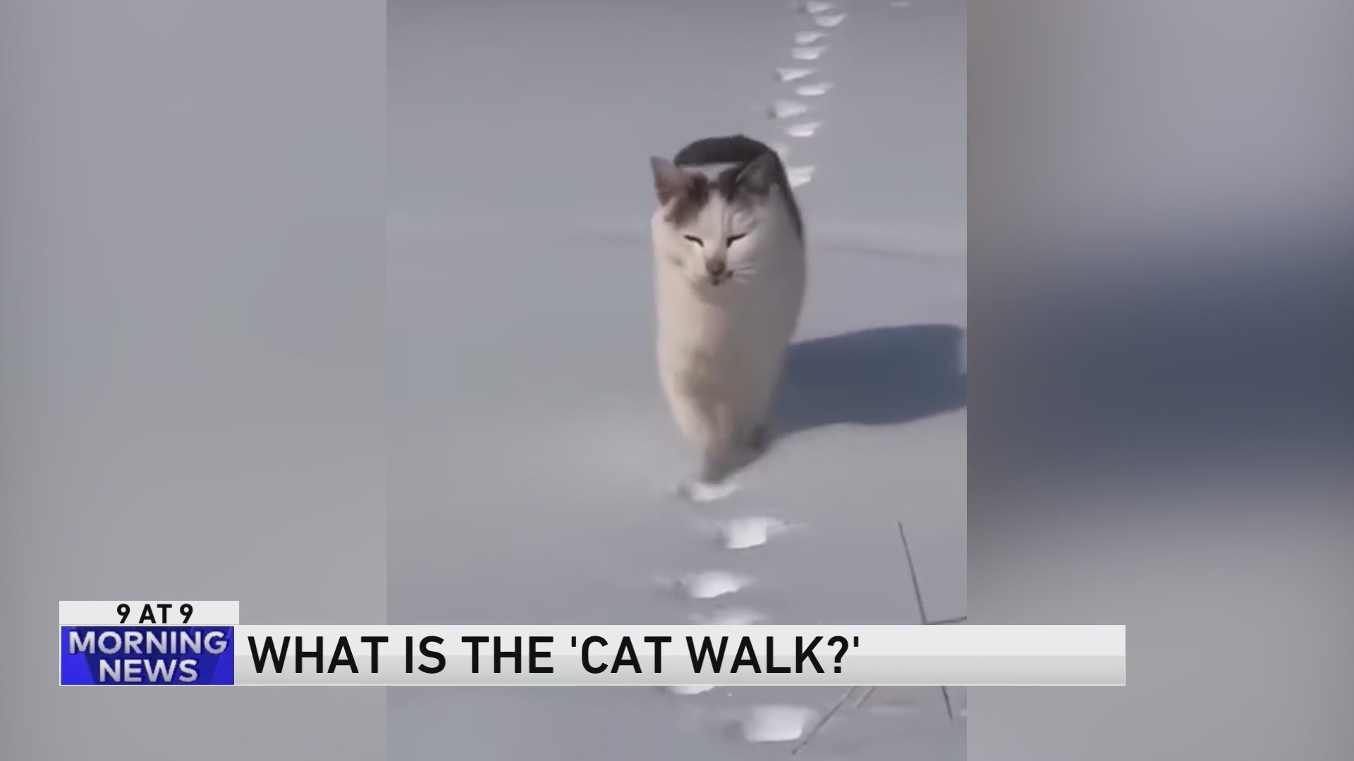 99 Why do cats walk the way they do? WGNTV