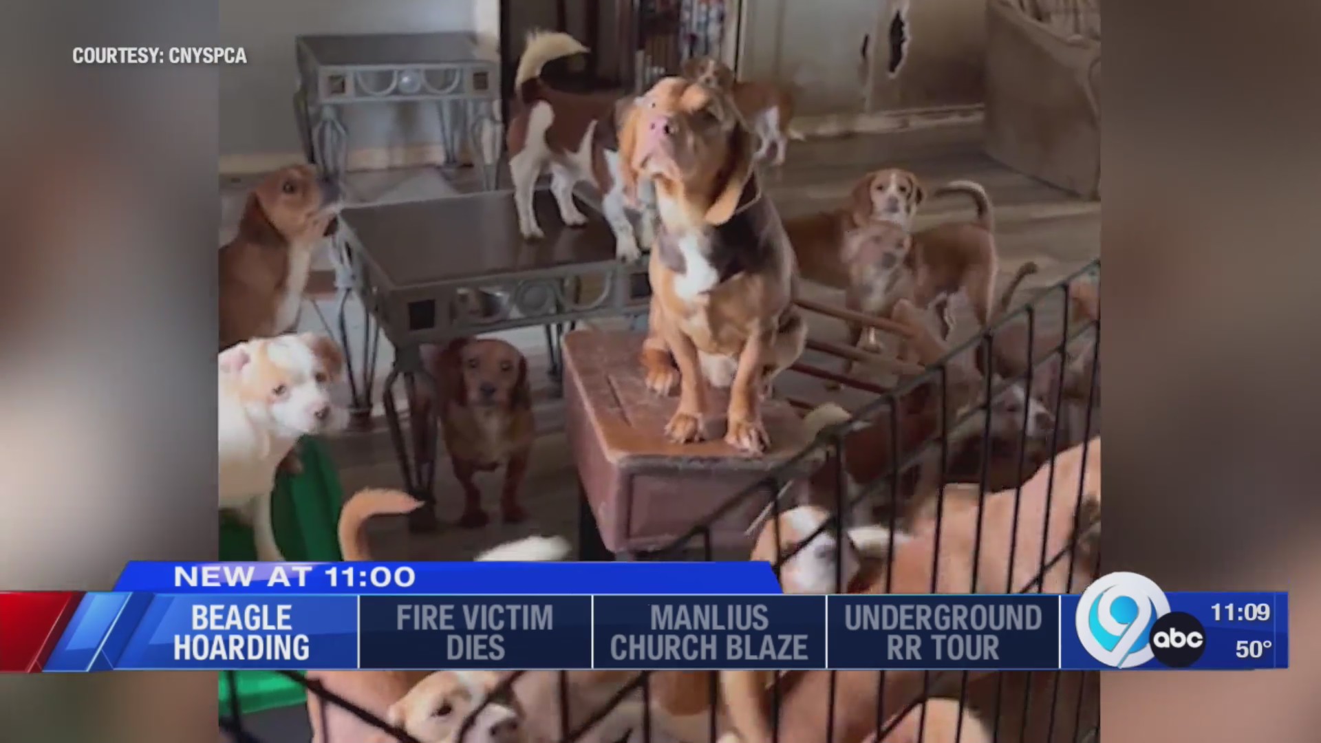 Over 50 dogs seized from hoarding house in Oneida County – WSYR