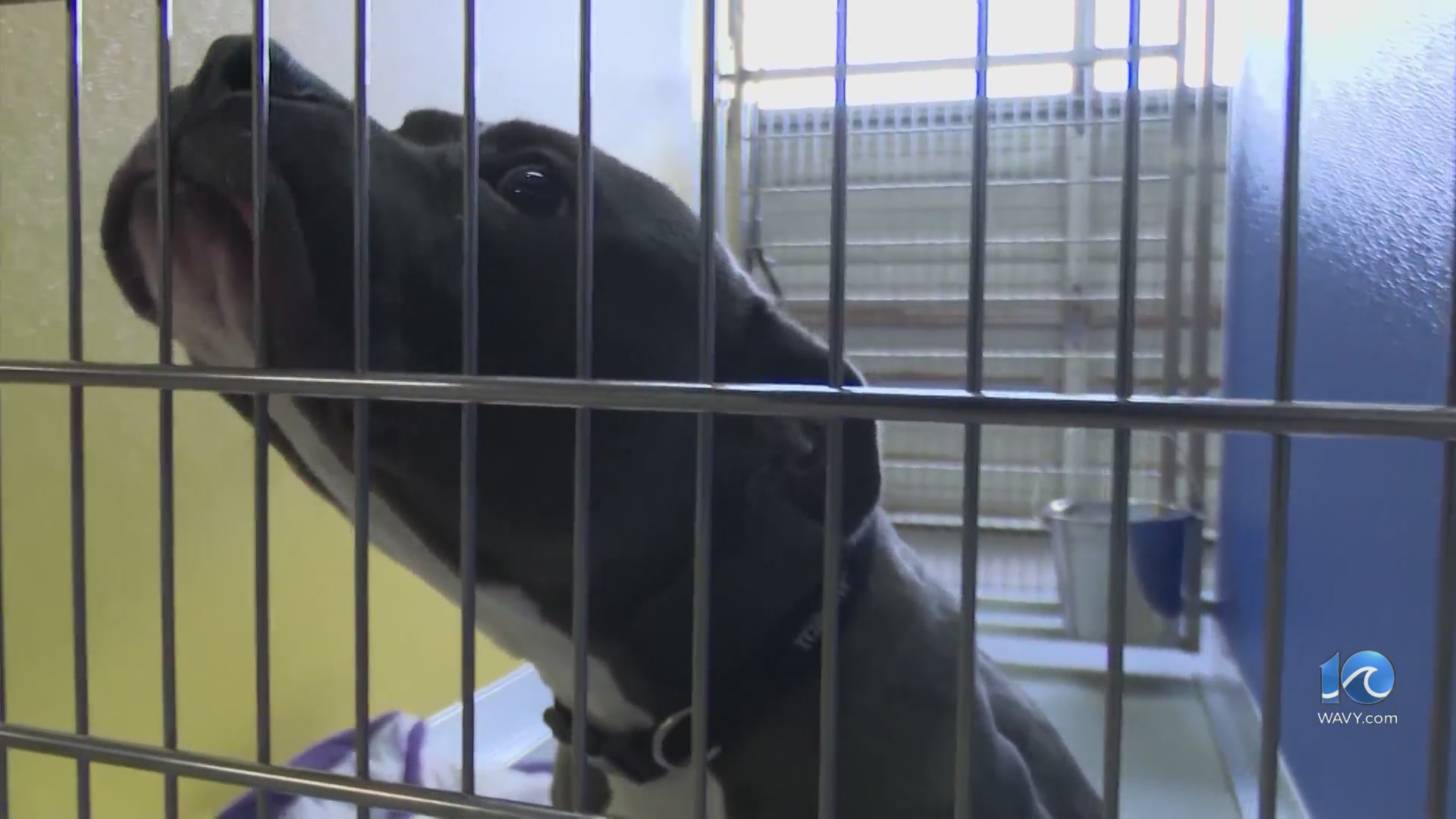 Peninsula Regional Animal Shelter participating in “Empty the Shelters