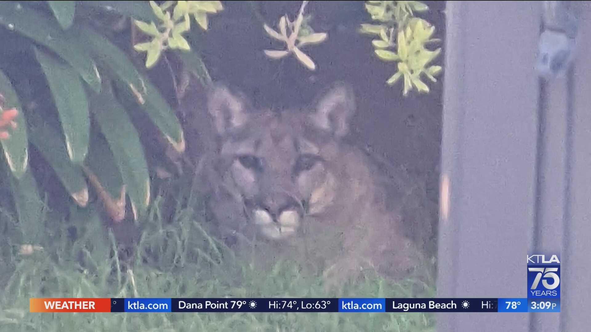 Mountain lion hangs out in family’s backyard for entire day KTLA
