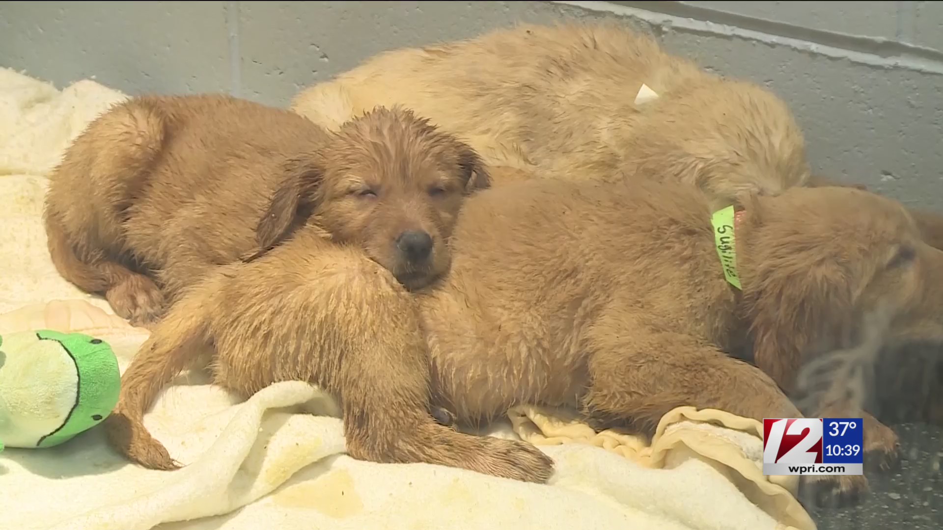 27 golden retrievers rescued from ‘horrendous’ conditions in Hopkinton