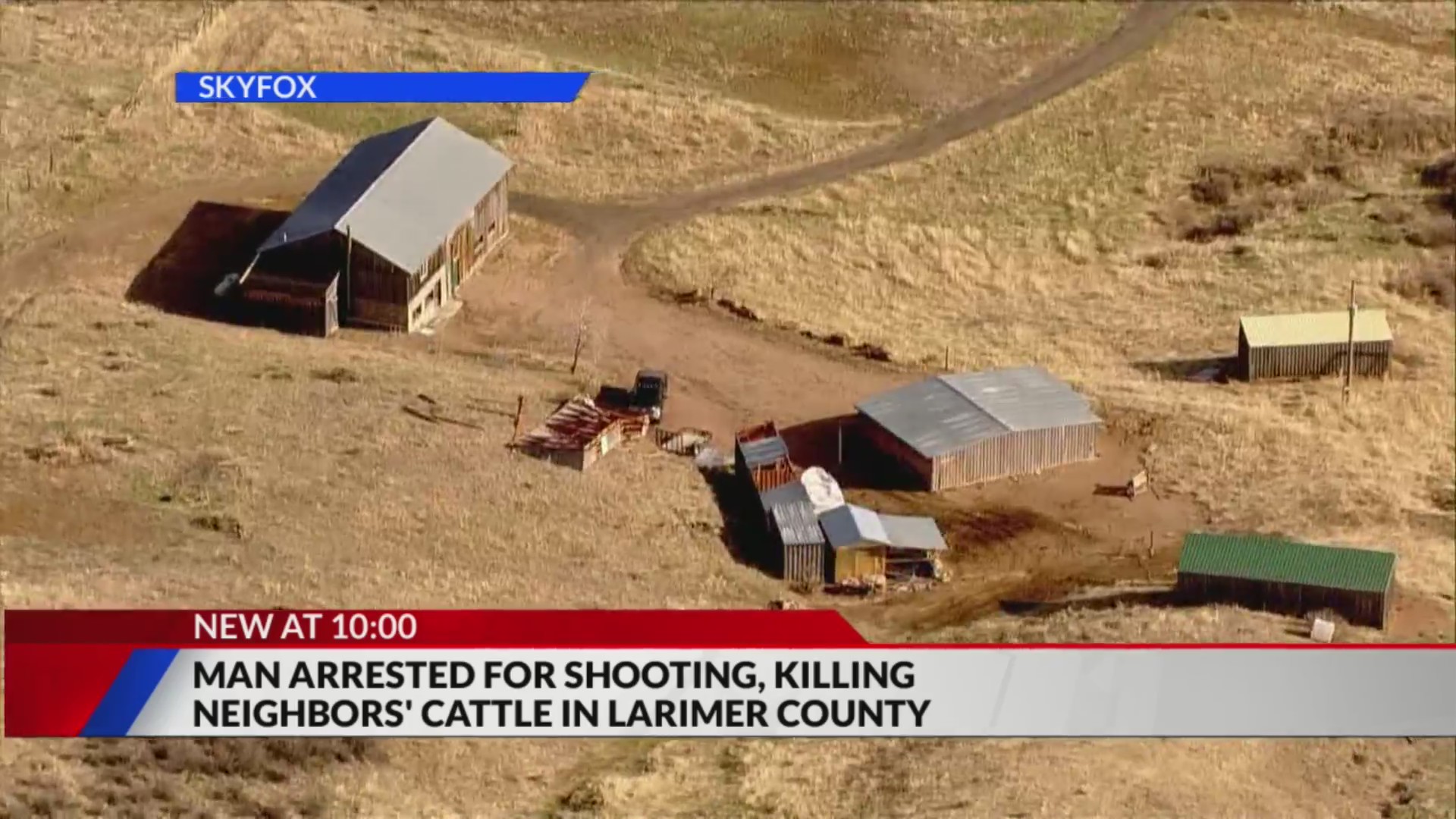 Neighbor accused of killing cattle in Larimer County – FOX31 Denver