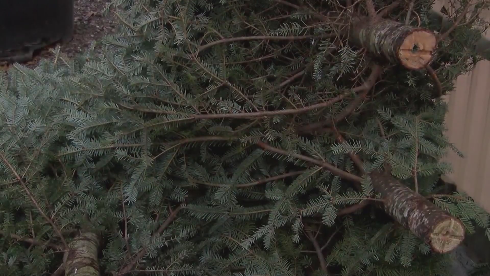Greenville among places offering ways to dispose of Christmas tree WNCT
