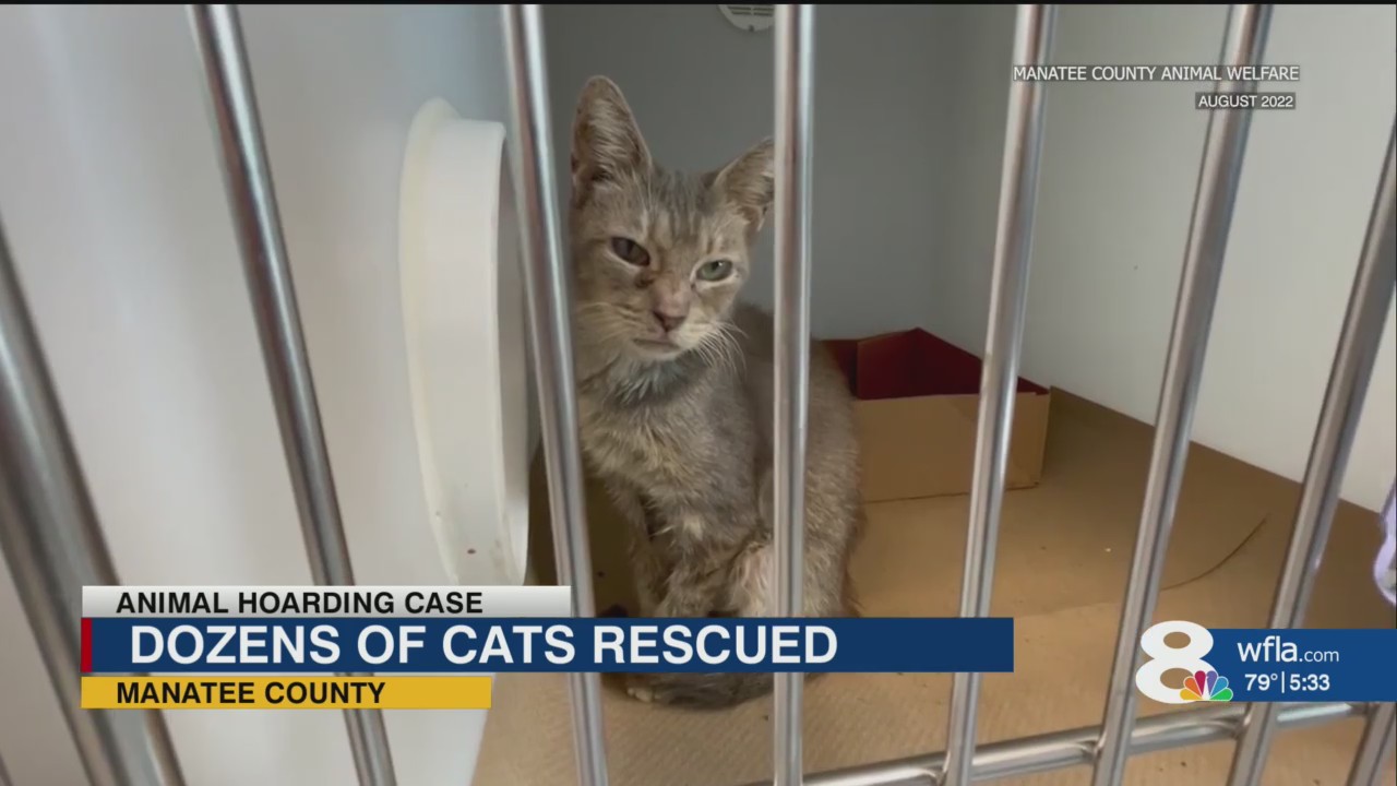 Dozens of cats need homes after being rescued in possible Manatee ...