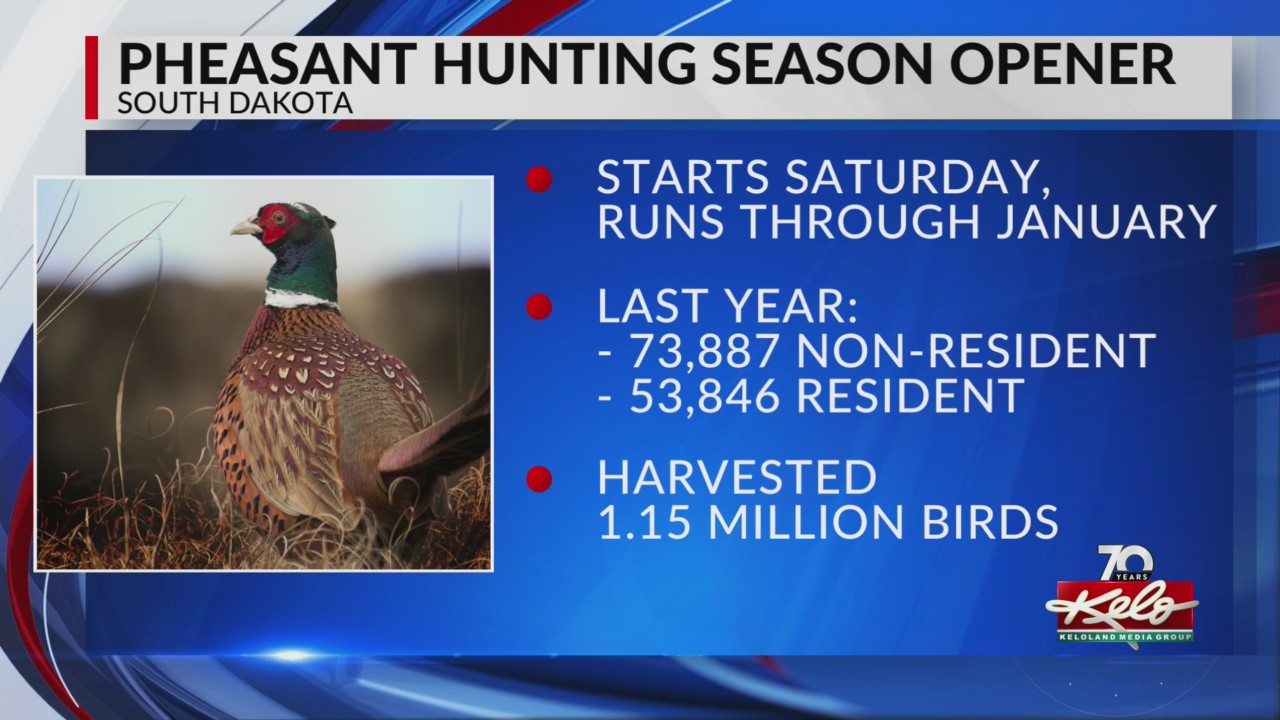 South Dakota pheasant hunting What to know