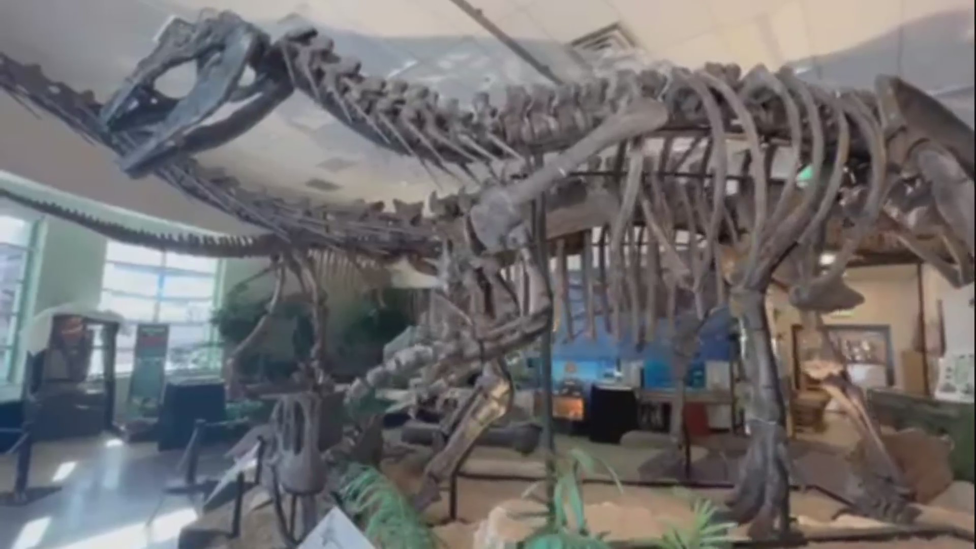 Dinosaur Junction New TREX FOX31 Denver