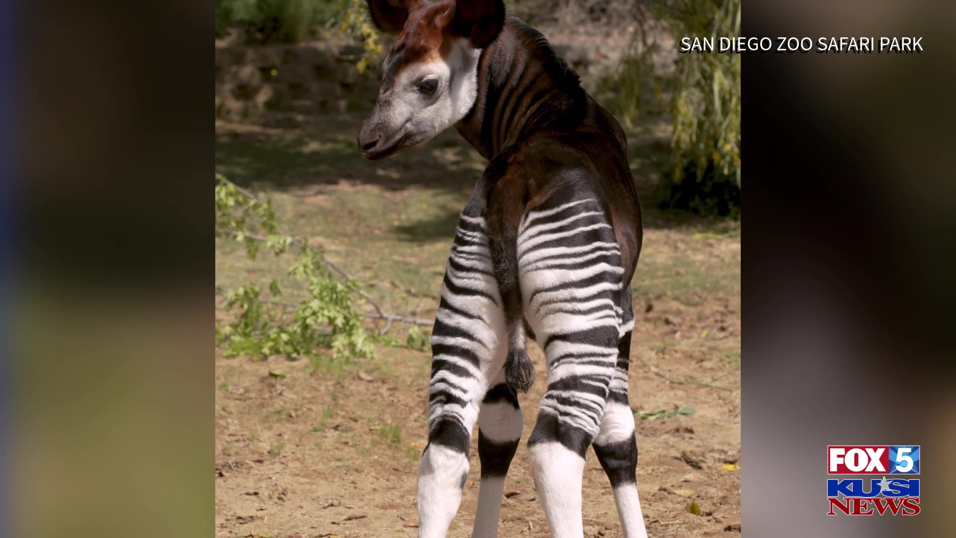 Baby okapi born at the San Diego Zoo Safari Park – FOX 5 San Diego ...