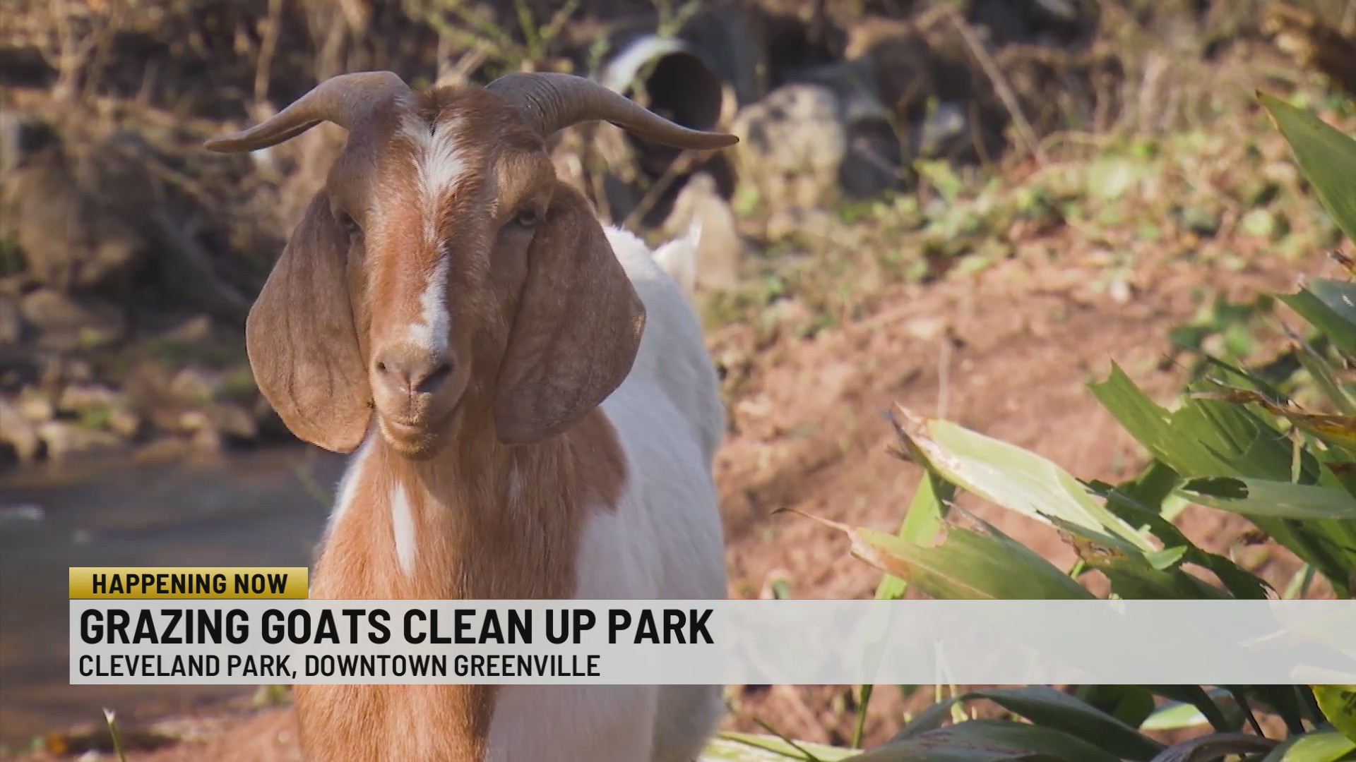 Dozens of goats removing invasive plant species at Greenville park ...