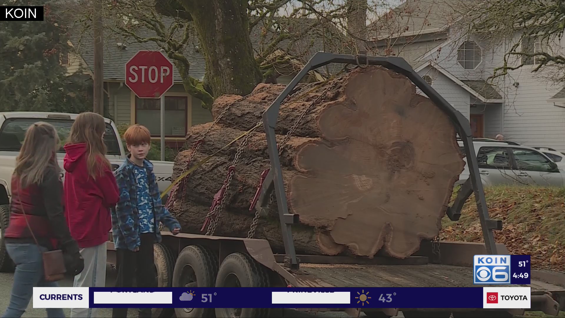 Sellwood chestnut tree’s wood finds new purpose